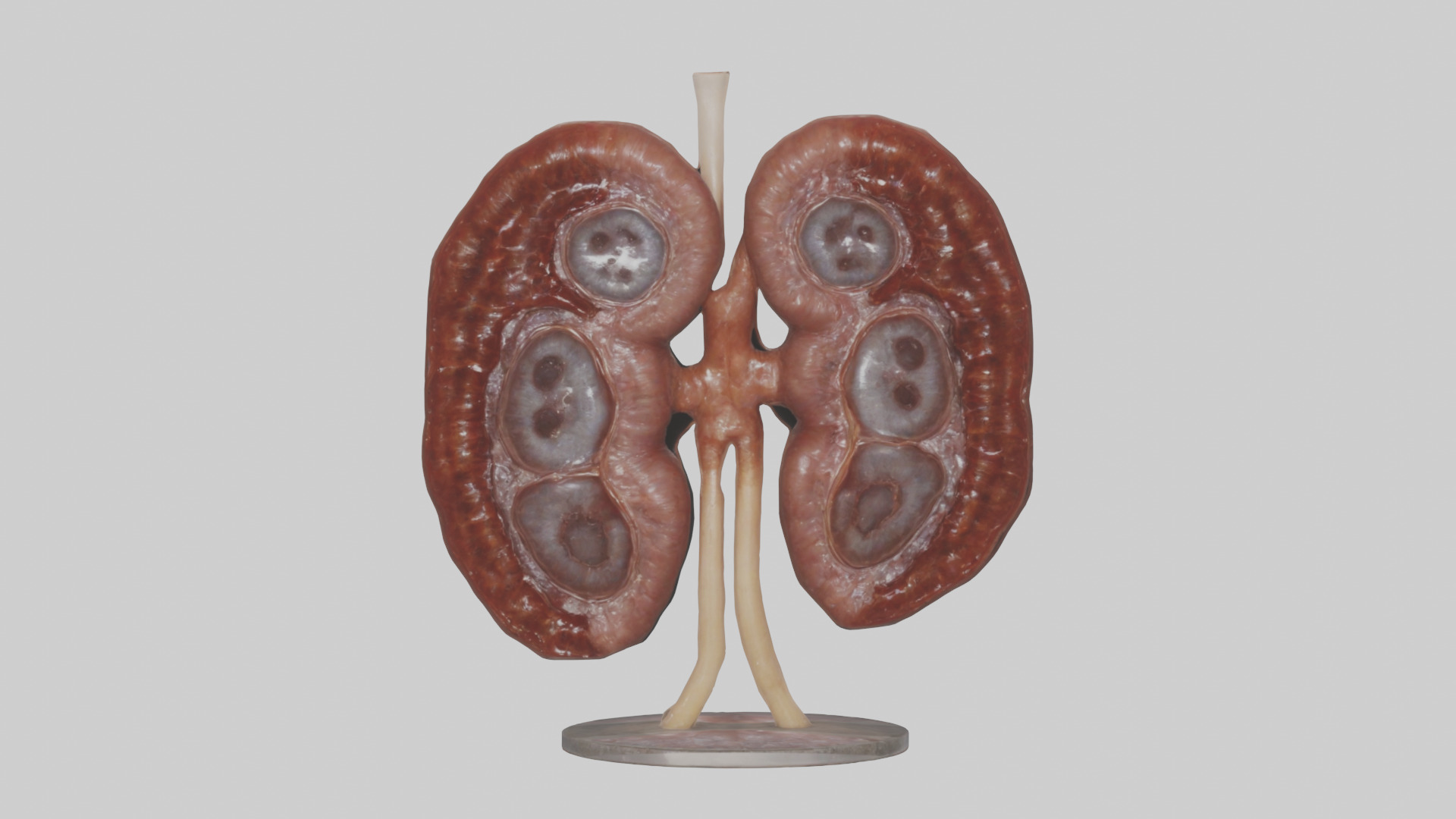 Falcon Kidneys 3D model_9