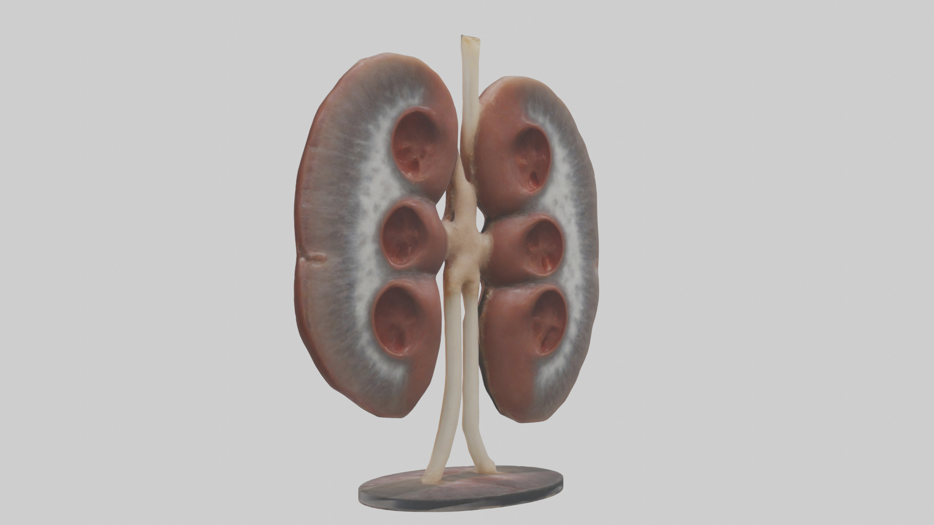 Falcon Kidneys 3D model_1