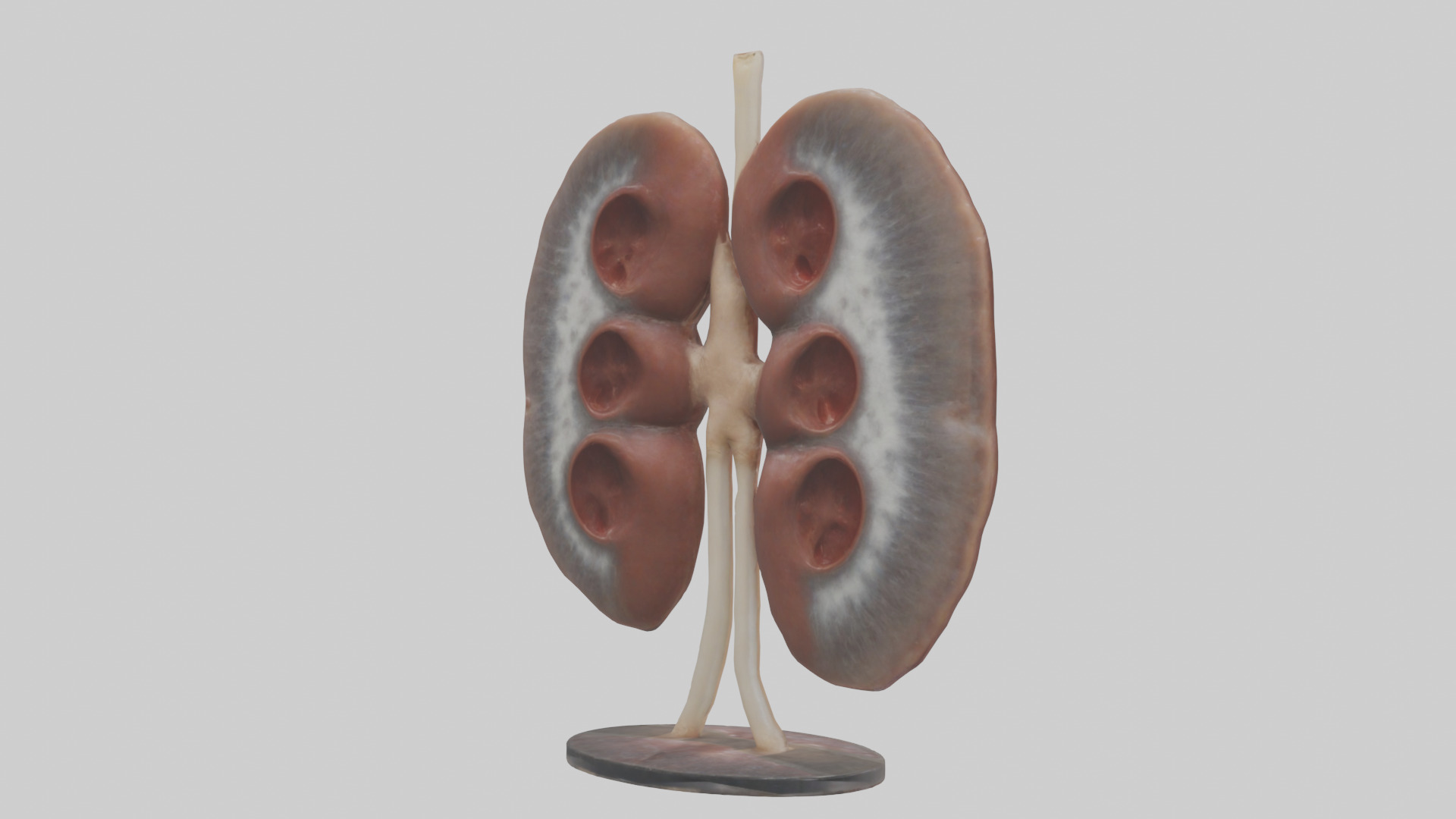 Falcon Kidneys 3D model_2