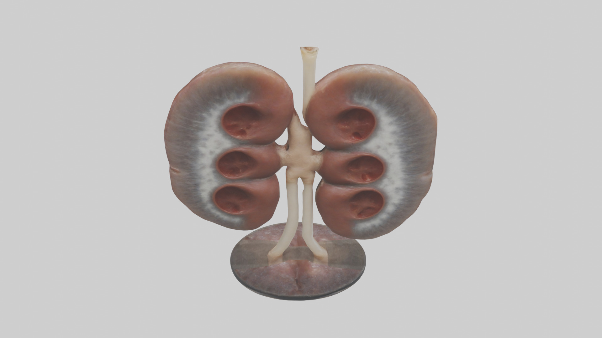 Falcon Kidneys 3D model_15