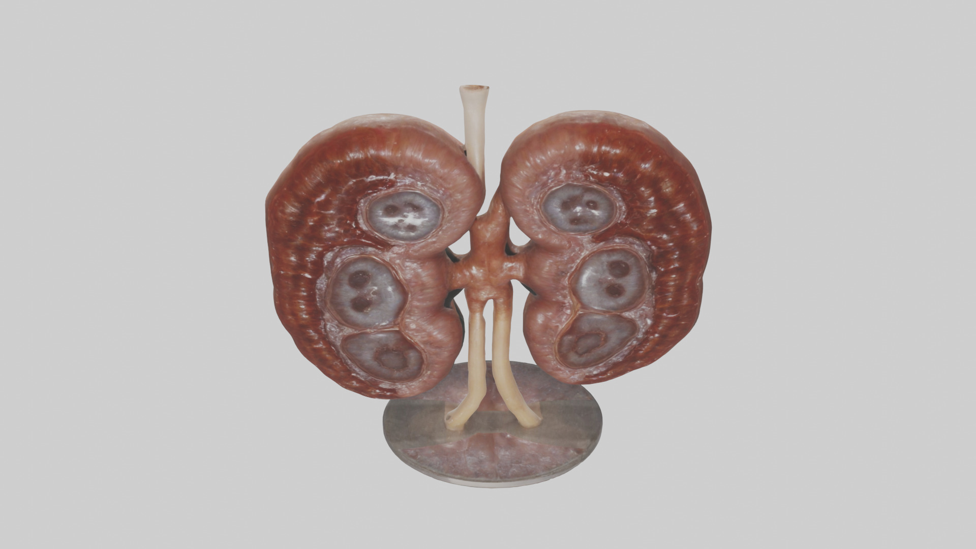 Falcon Kidneys 3D model_16