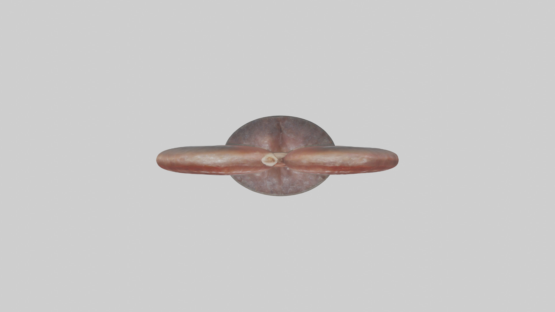 Falcon Kidneys 3D model_14