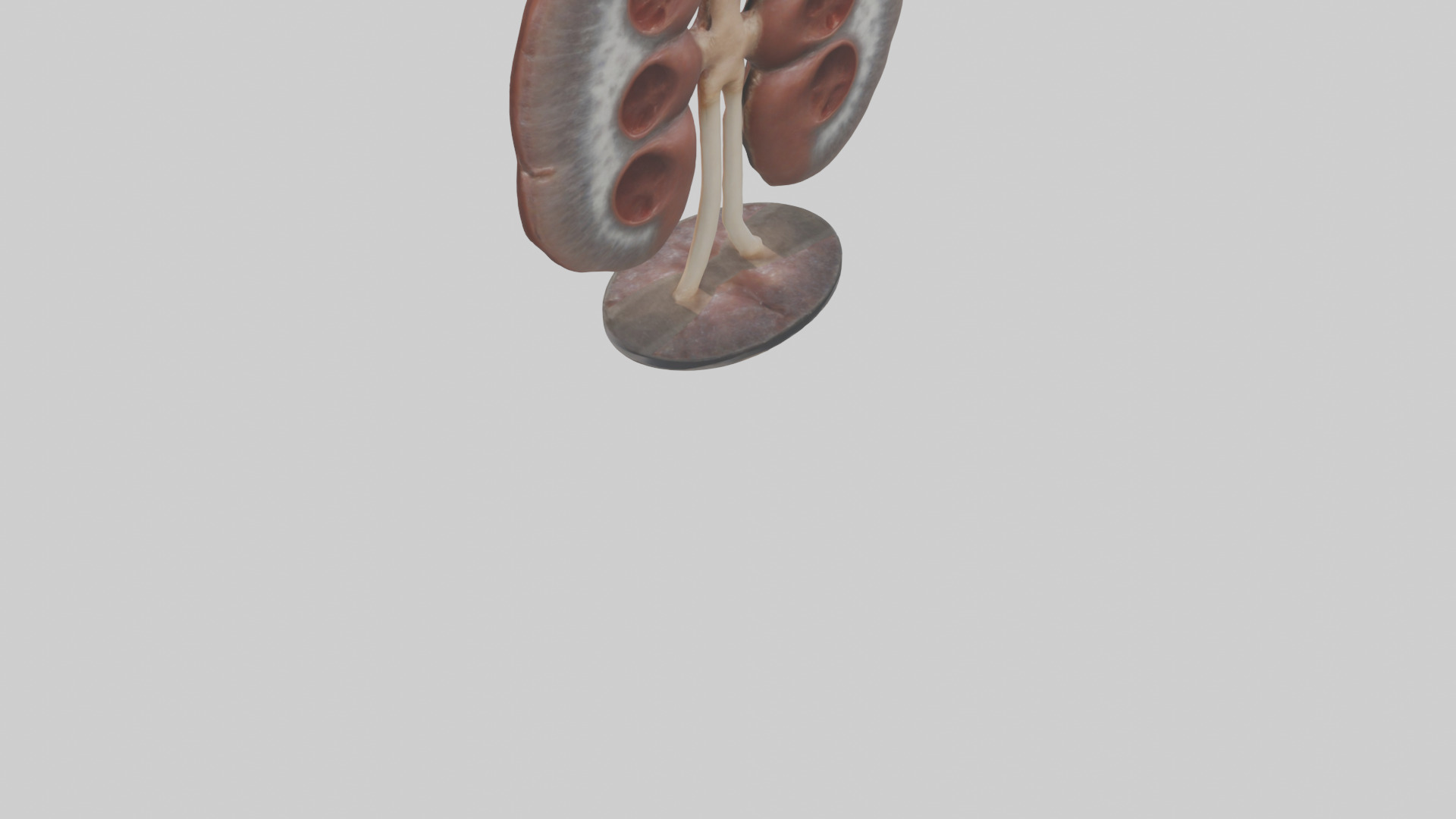 Falcon Kidneys 3D model_3