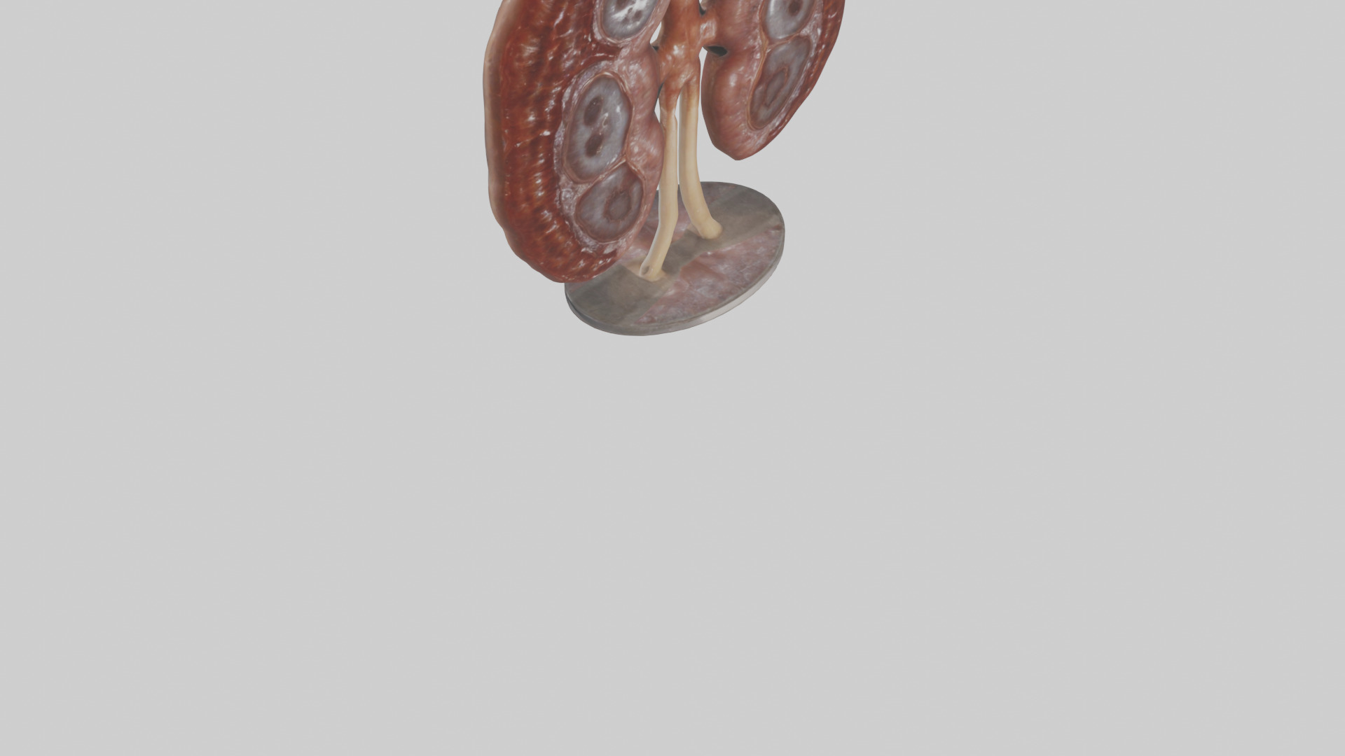 Falcon Kidneys 3D model_6