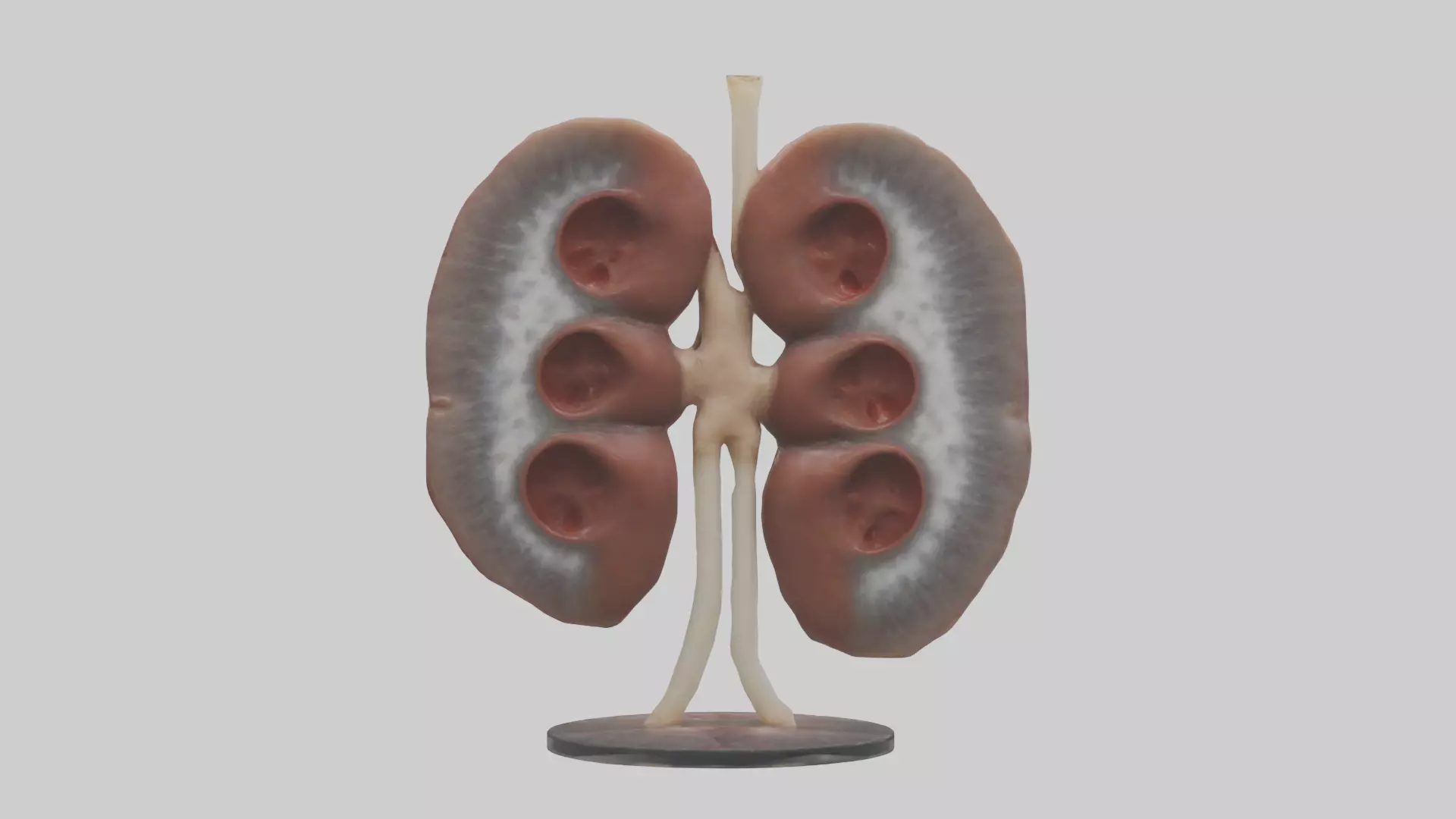 Falcon Kidneys 3D model_0
