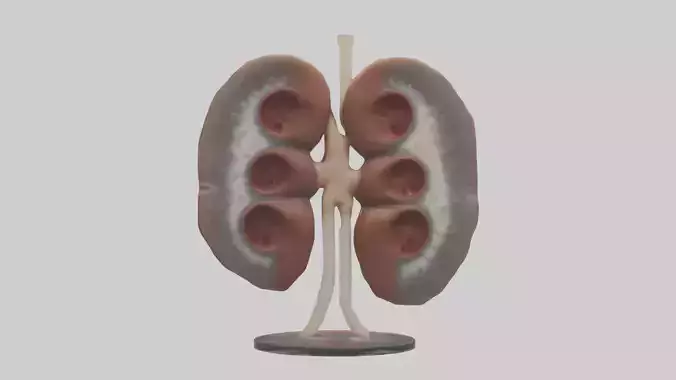 Falcon Kidneys