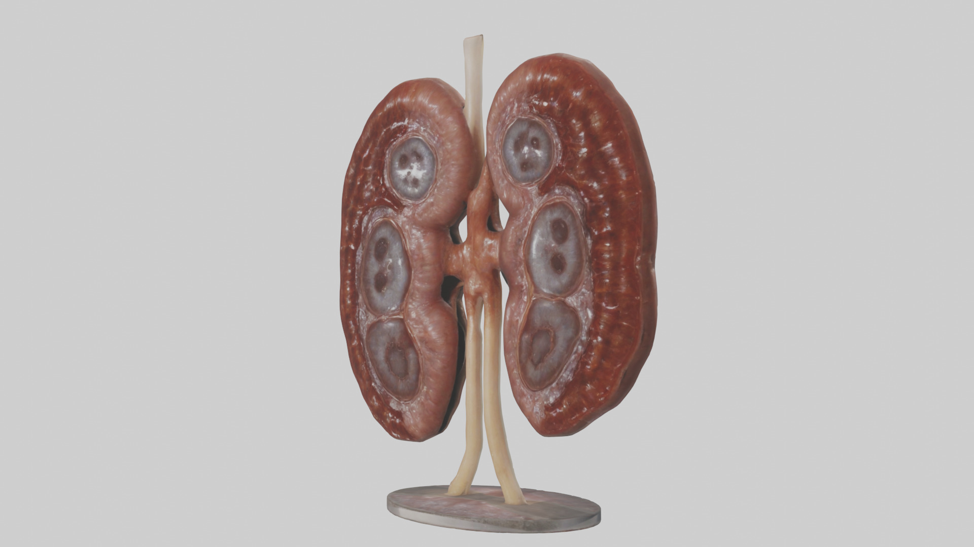 Falcon Kidneys 3D model_10