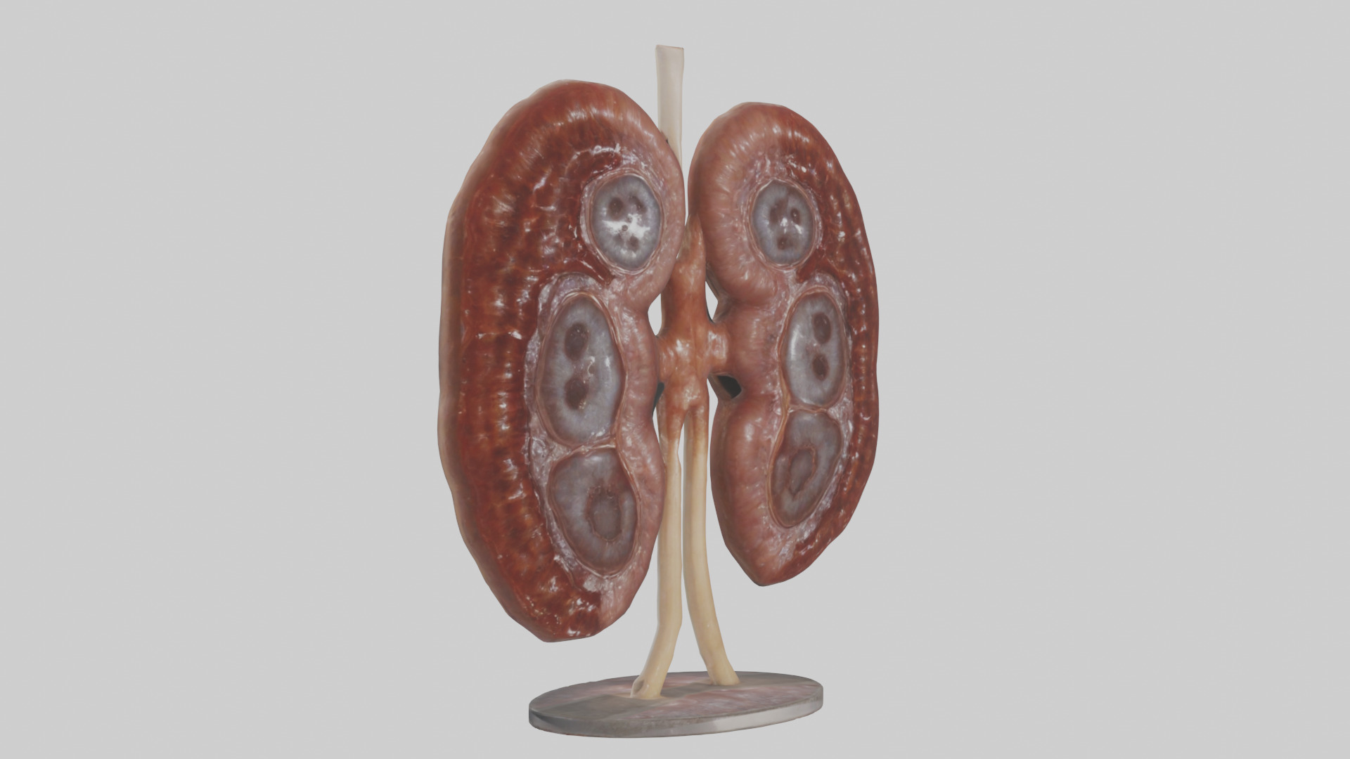 Falcon Kidneys 3D model_7
