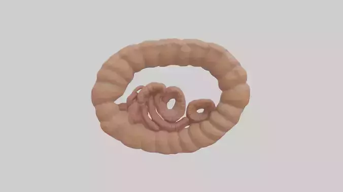 Falcon Large Intestine