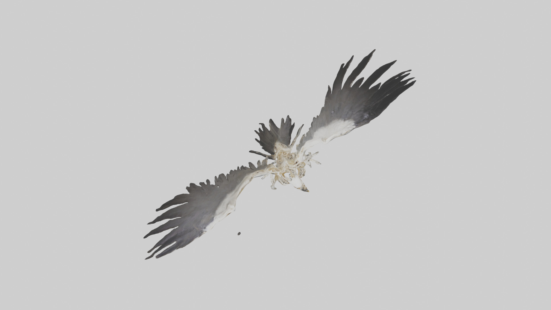 Falcon Skeleton model 3D model_14