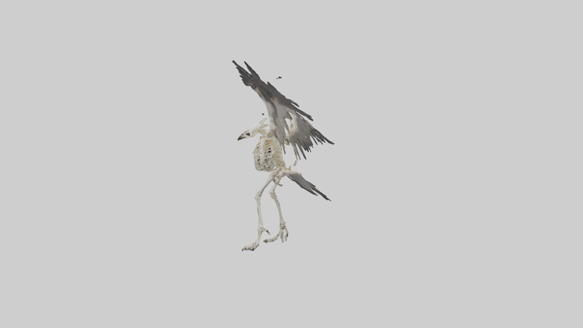 Falcon Skeleton model 3D model_3