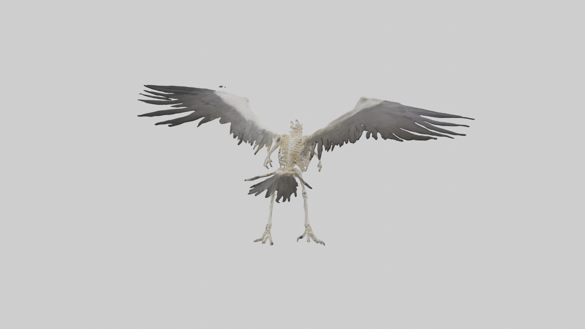 Falcon Skeleton model 3D model_4