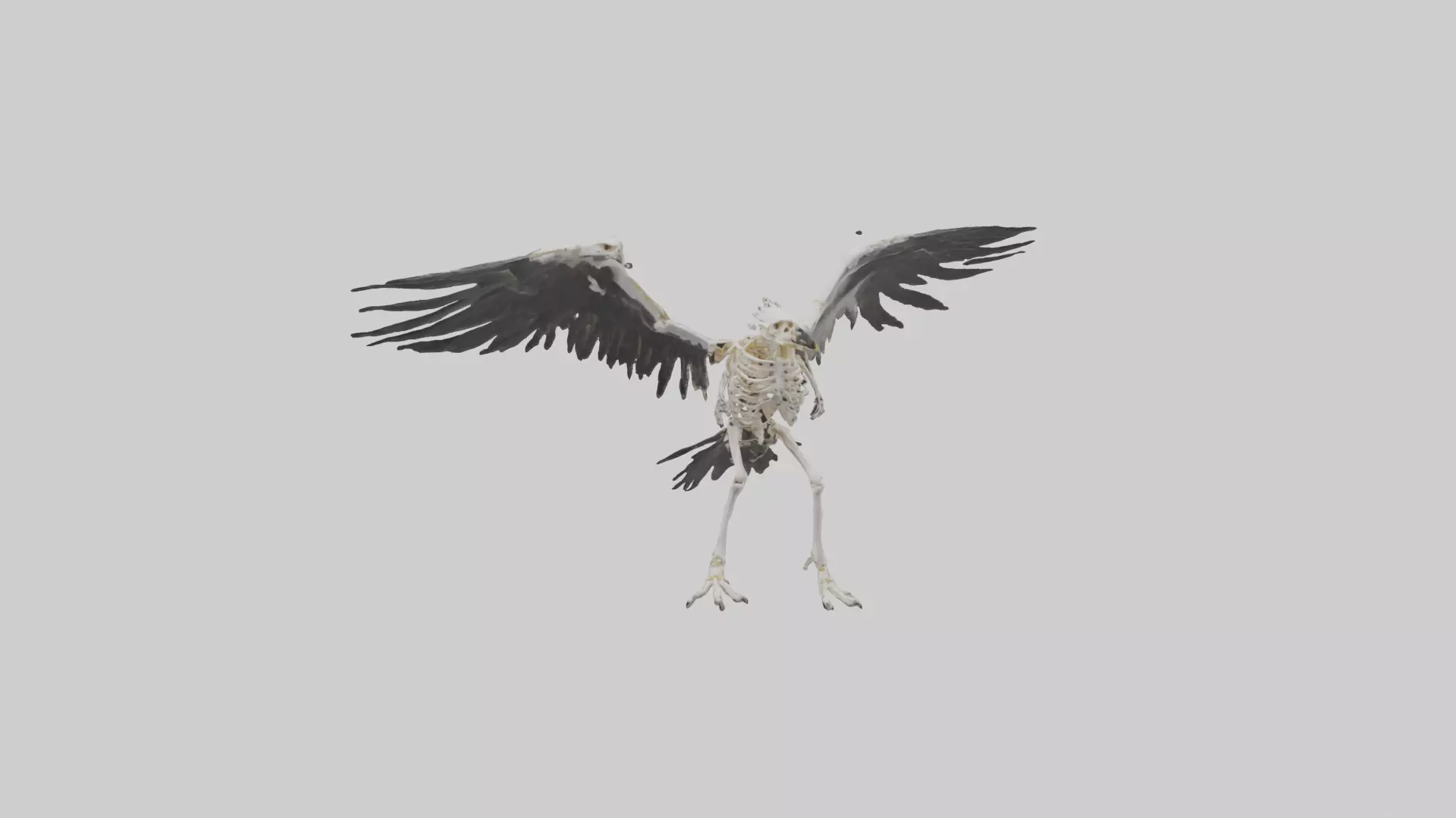Falcon Skeleton model 3D model_0
