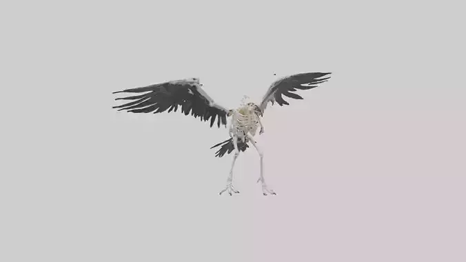 Falcon Skeleton model