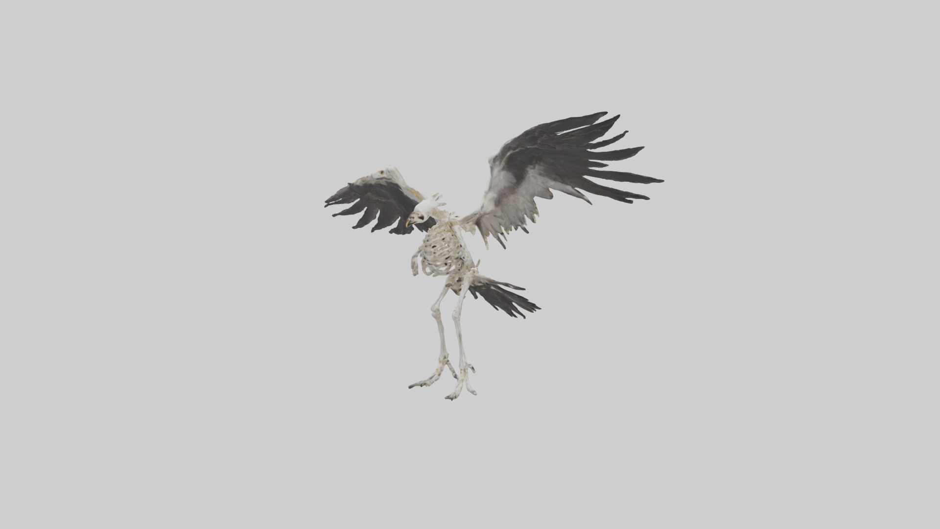 Falcon Skeleton model 3D model_12
