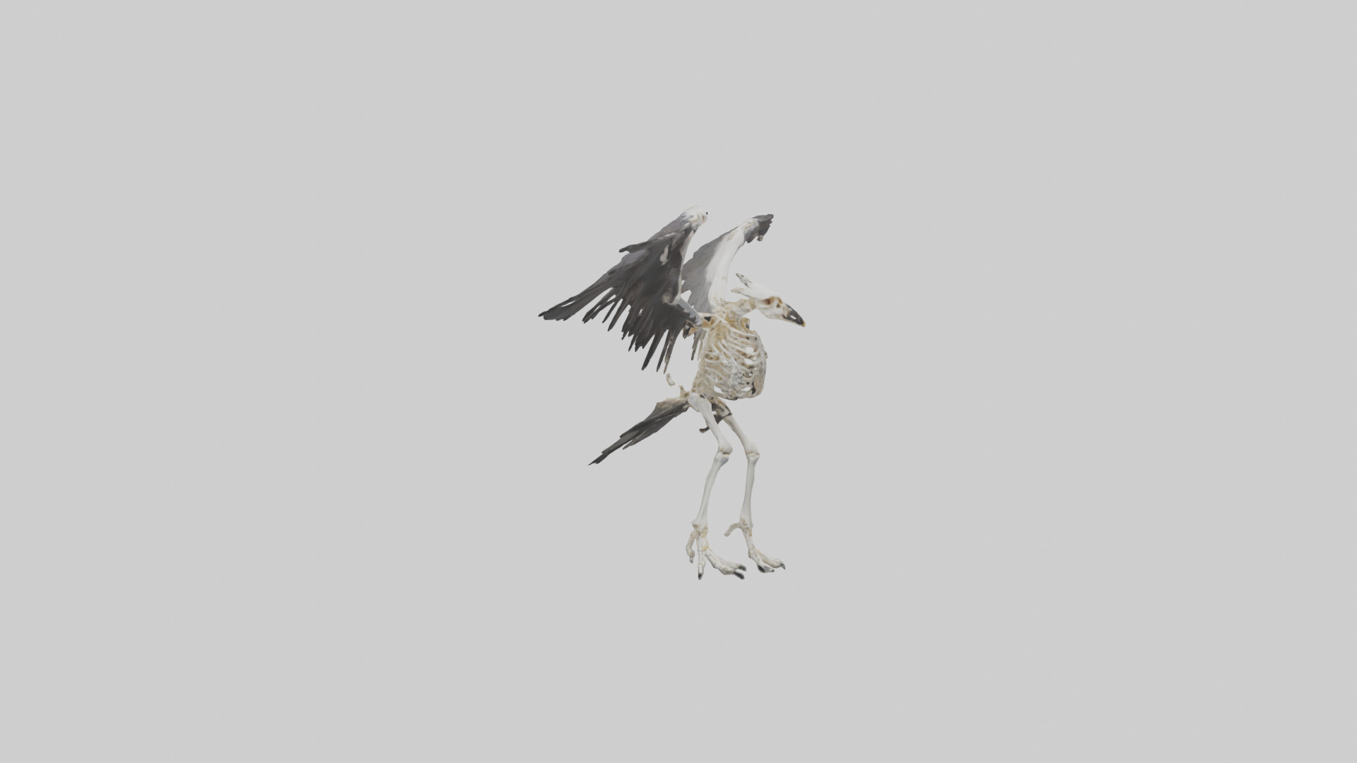 Falcon Skeleton model 3D model_9