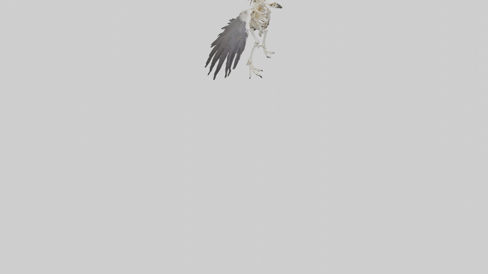 Falcon Skeleton model 3D model_8