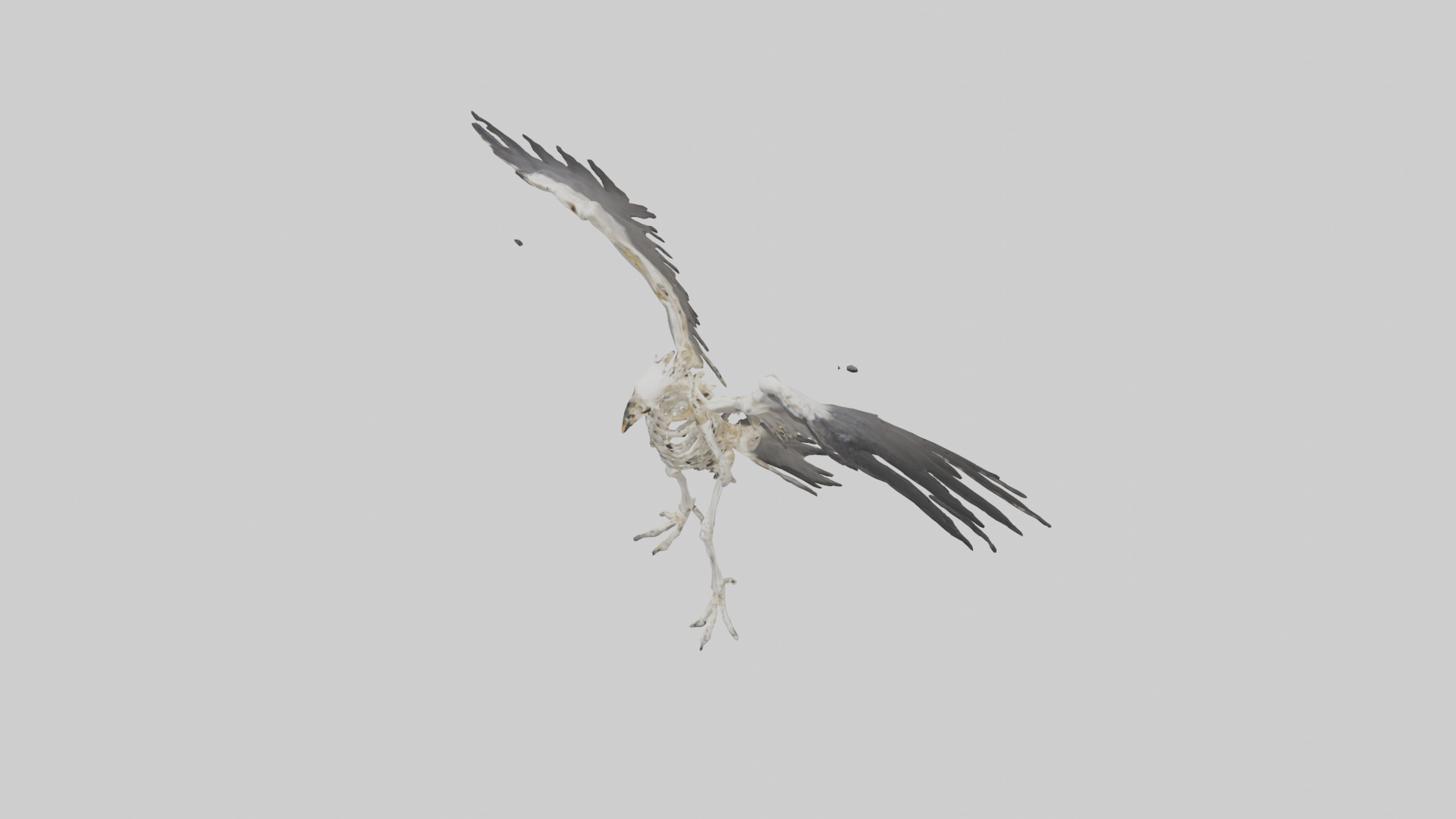 Falcon Skeleton model 3D model_17