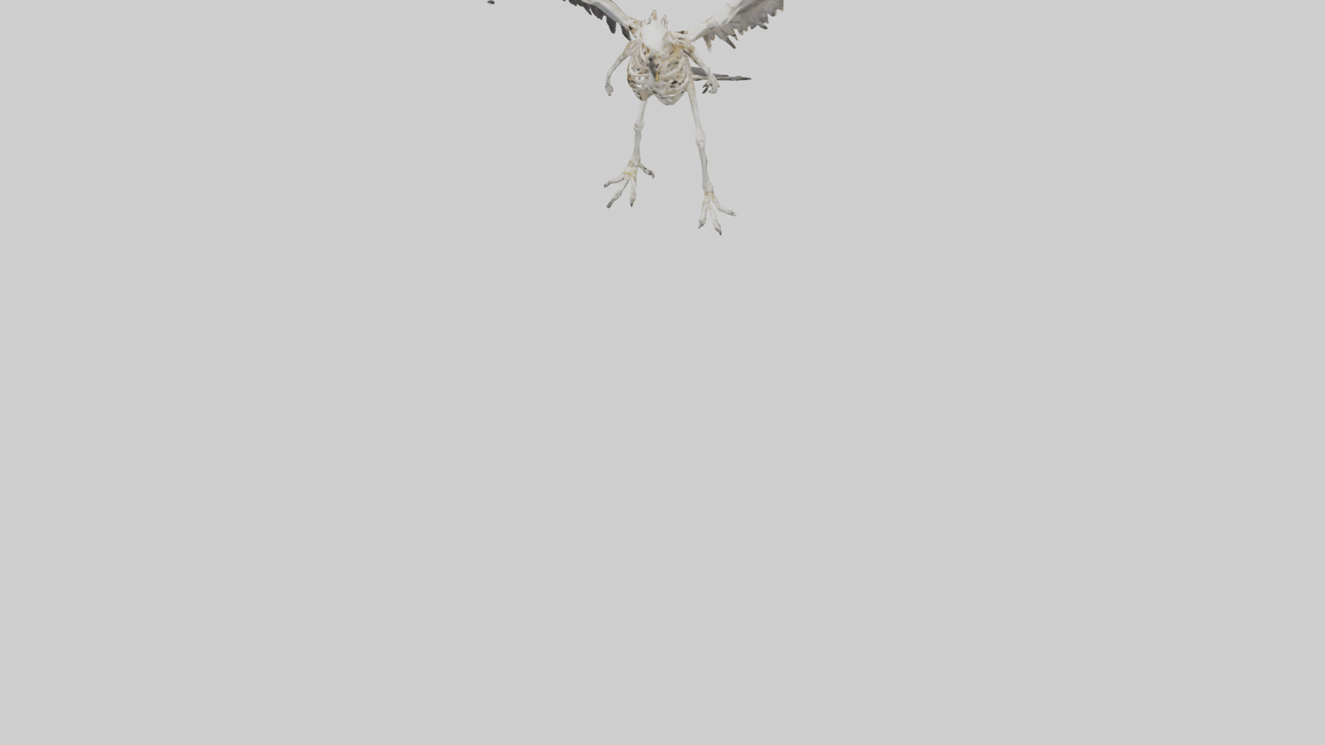 Falcon Skeleton model 3D model_7