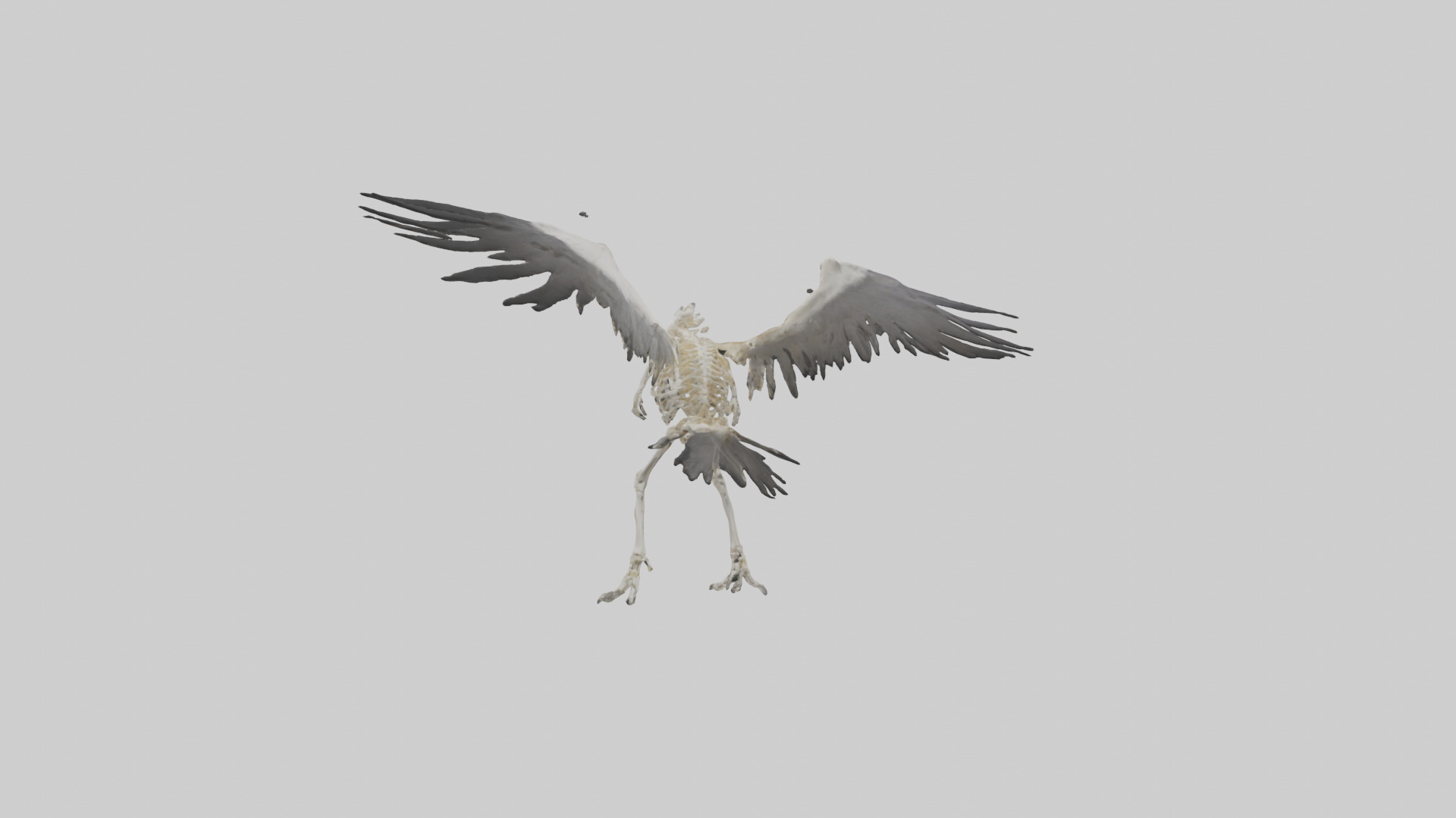 Falcon Skeleton model 3D model_2