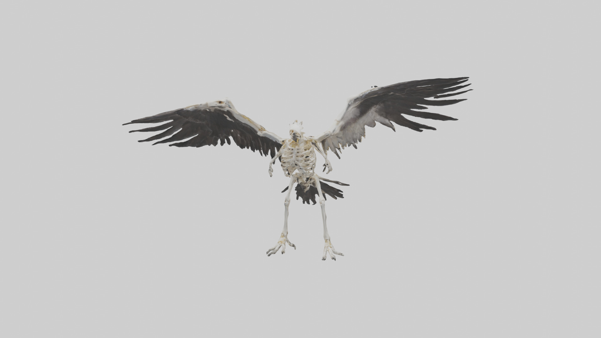 Falcon Skeleton model 3D model_10