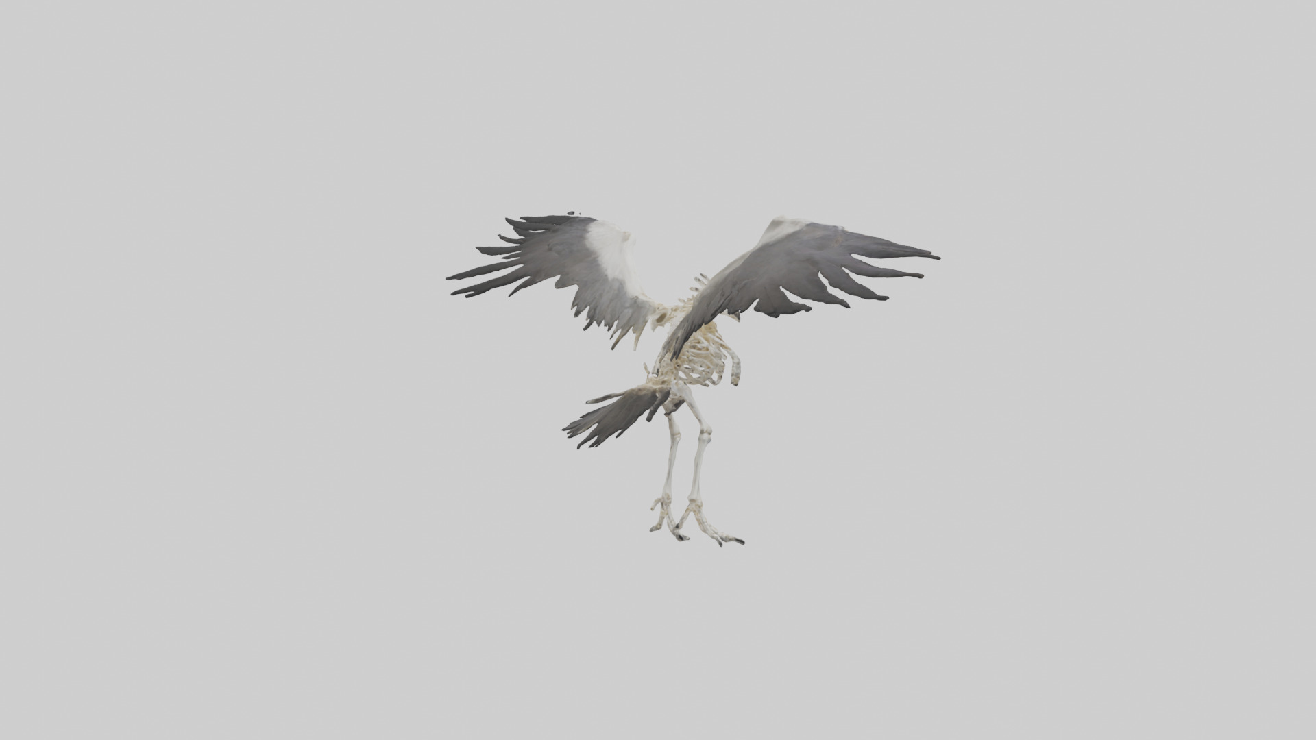 Falcon Skeleton model 3D model_13