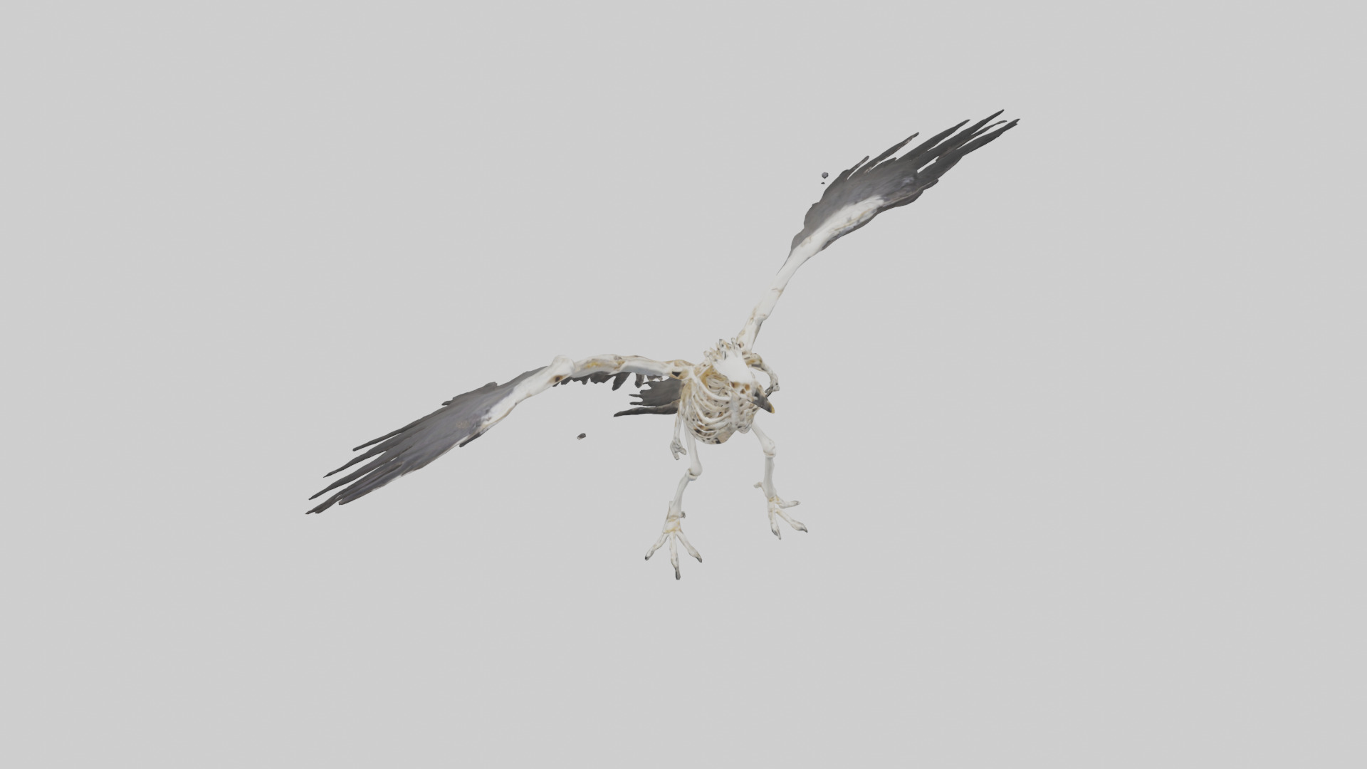 Falcon Skeleton model 3D model_16