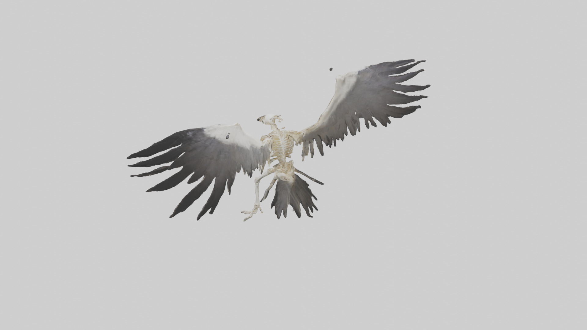 Falcon Skeleton model 3D model_15