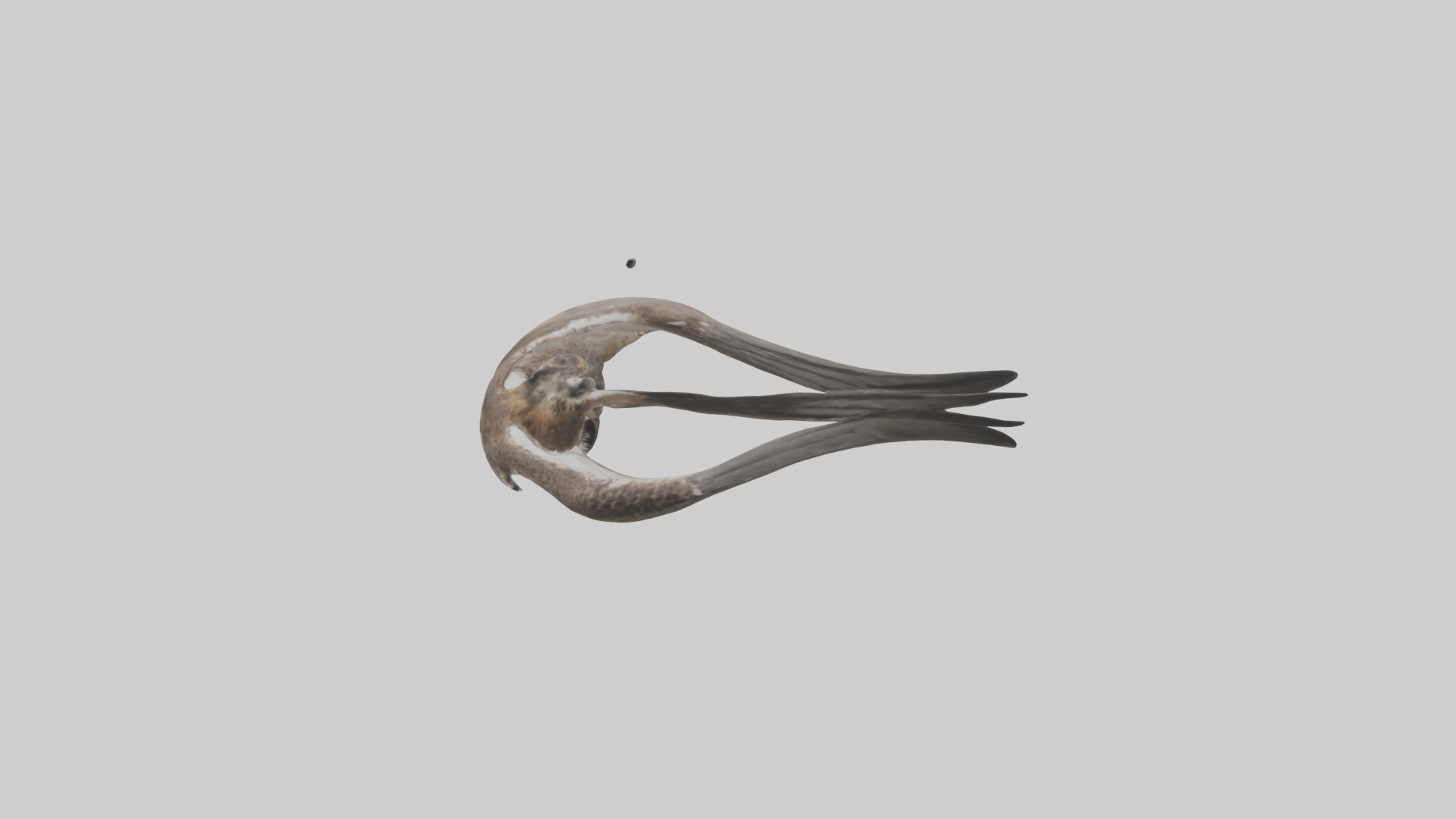 Falcon Stomach 3D model_1