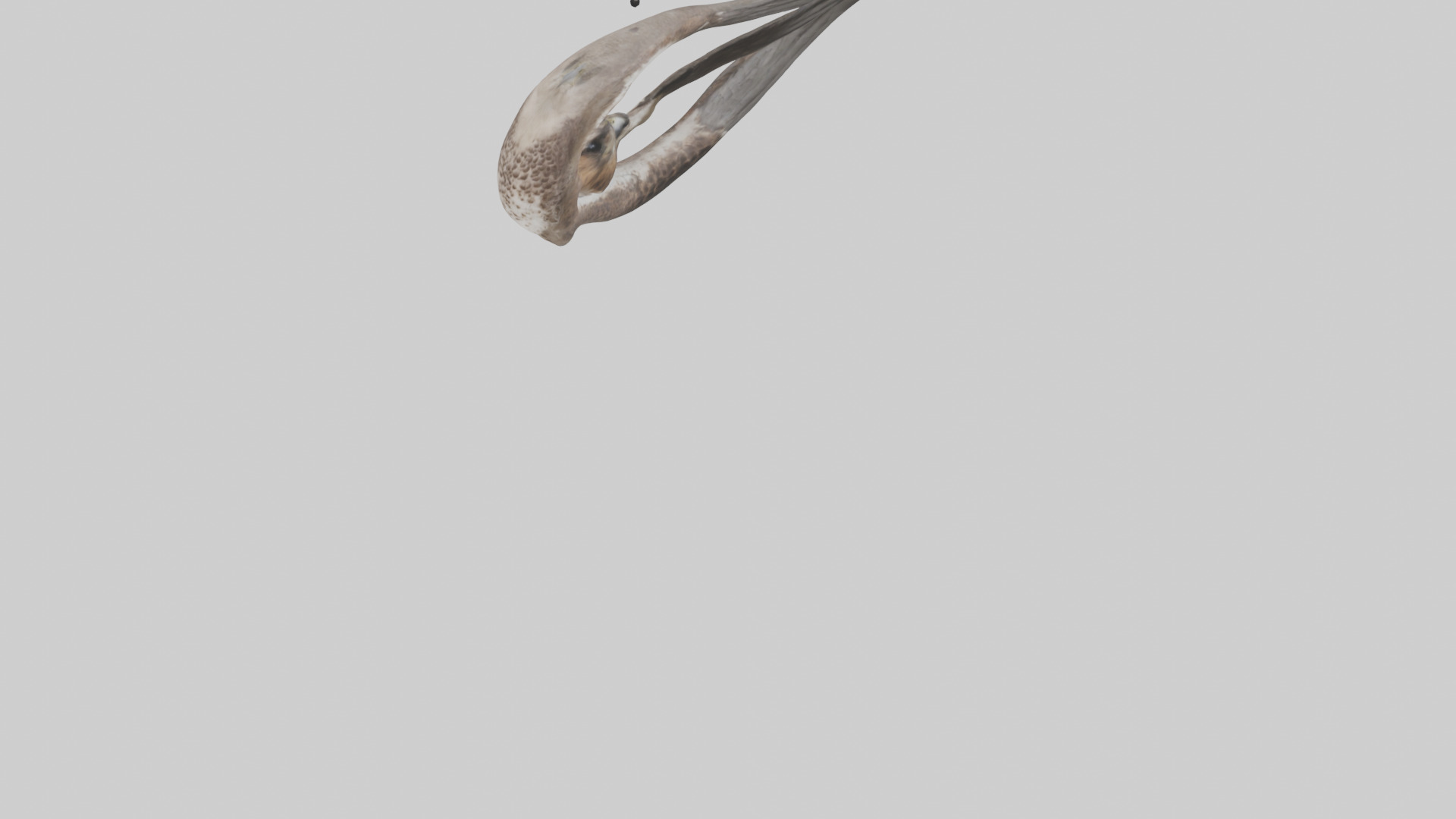 Falcon Stomach 3D model_5