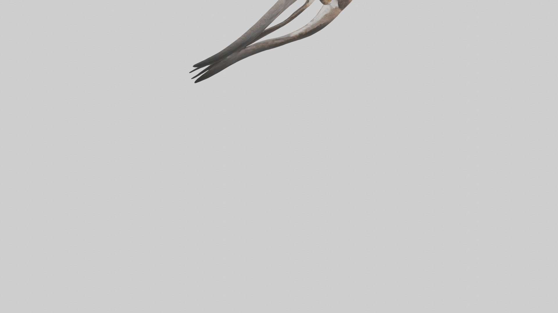 Falcon Stomach 3D model_4