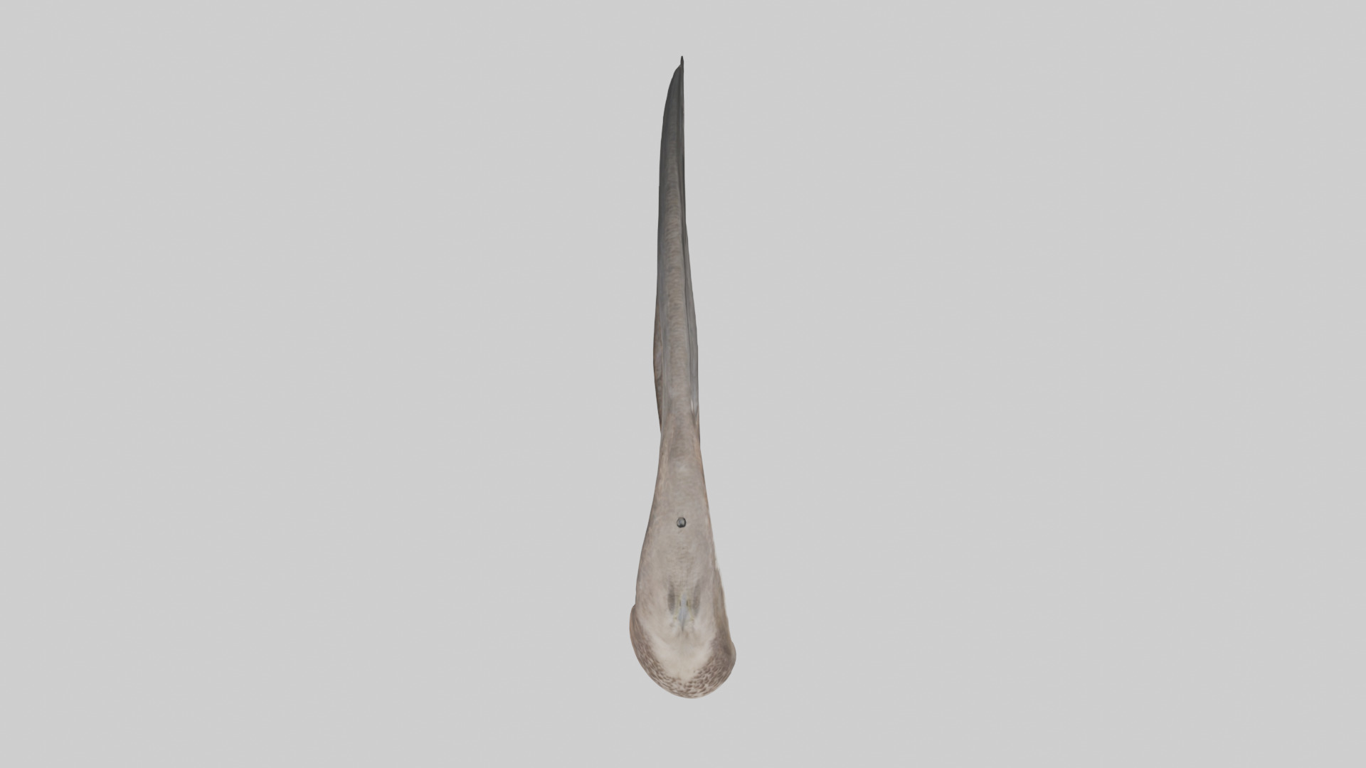 Falcon Stomach 3D model_14
