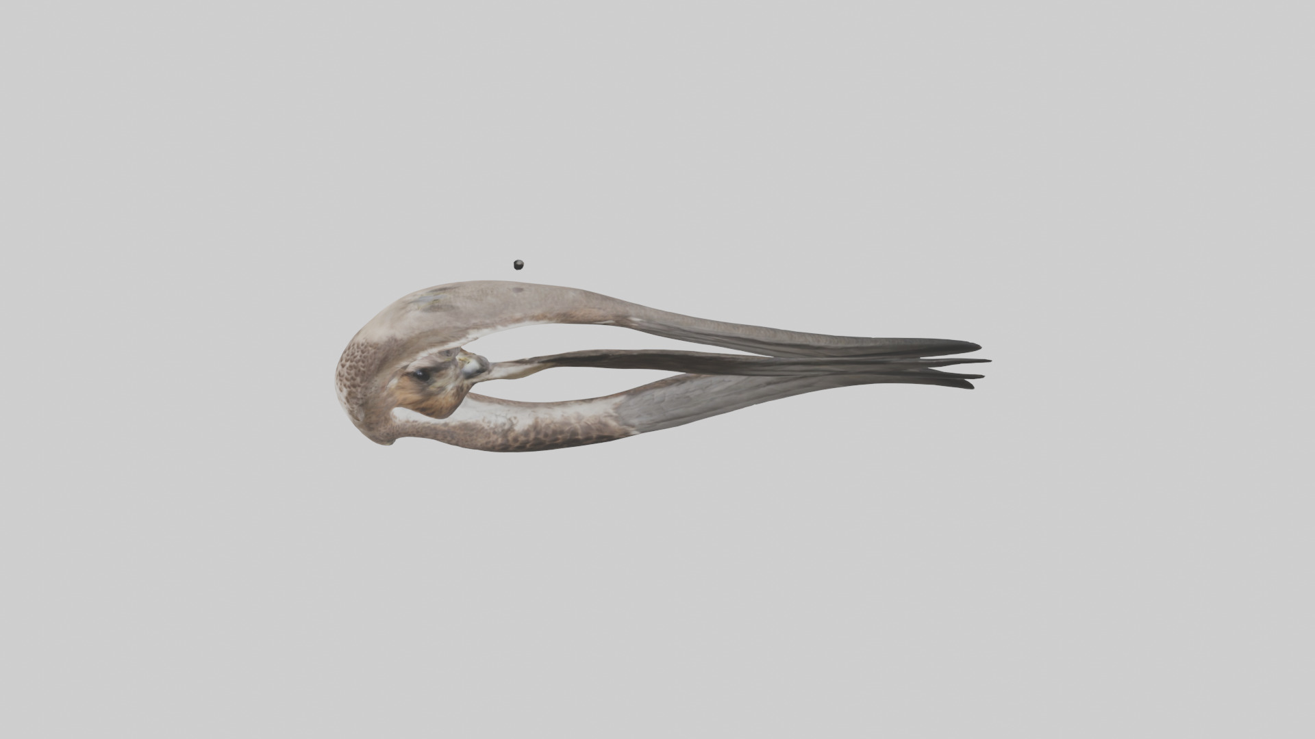 Falcon Stomach 3D model_17