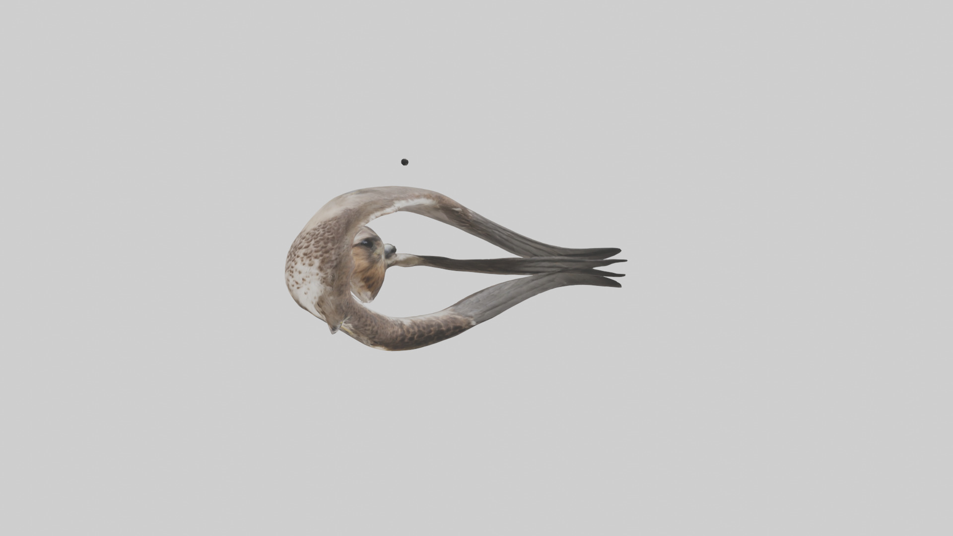 Falcon Stomach 3D model_10