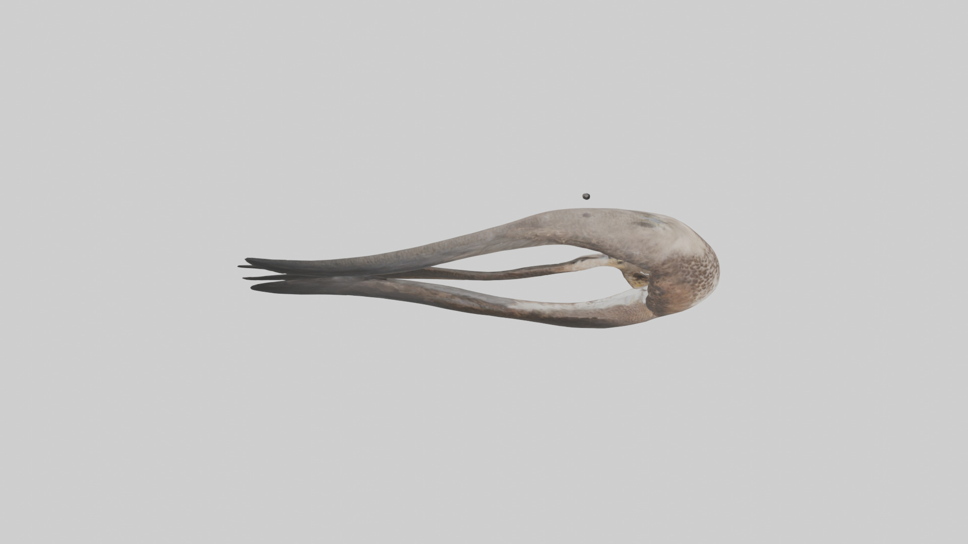 Falcon Stomach 3D model_18