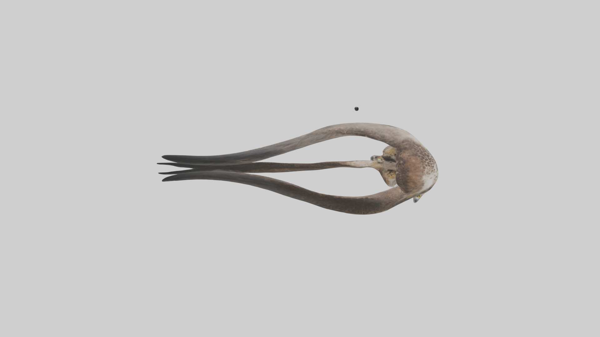Falcon Stomach 3D model_13