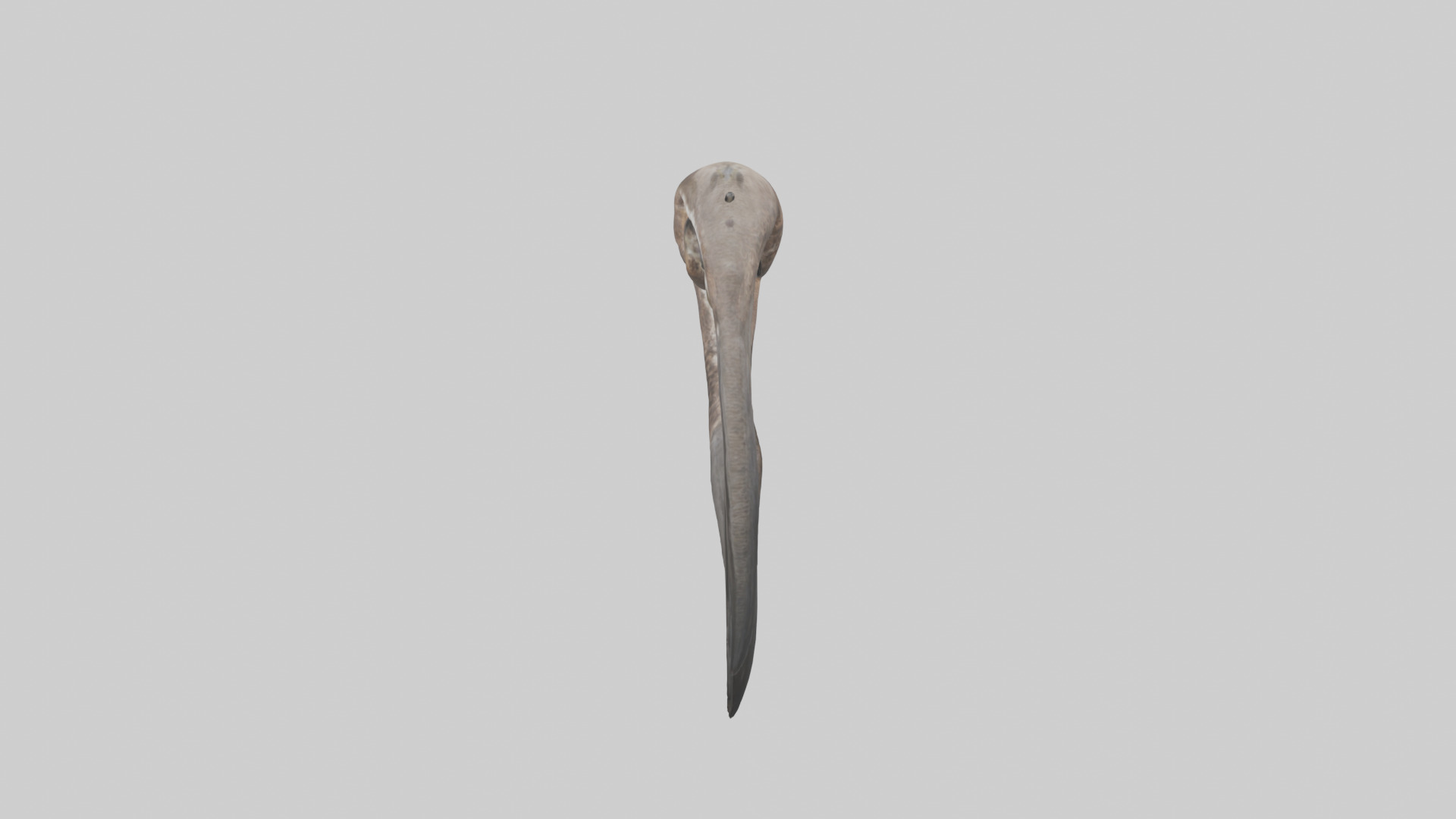 Falcon Stomach 3D model_15