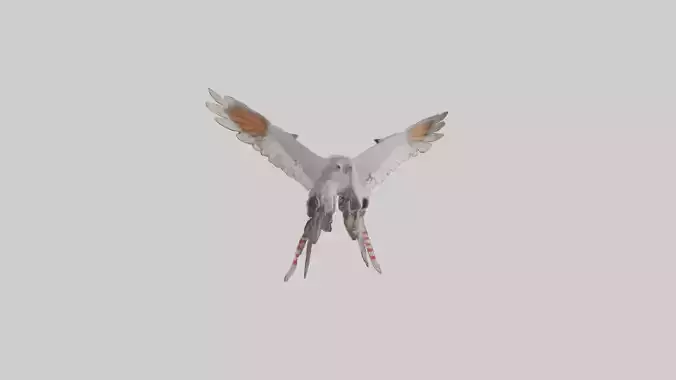Falcon Wings Model