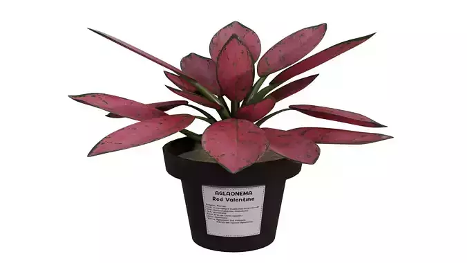 Realistic Aglaonema Red Valentine
