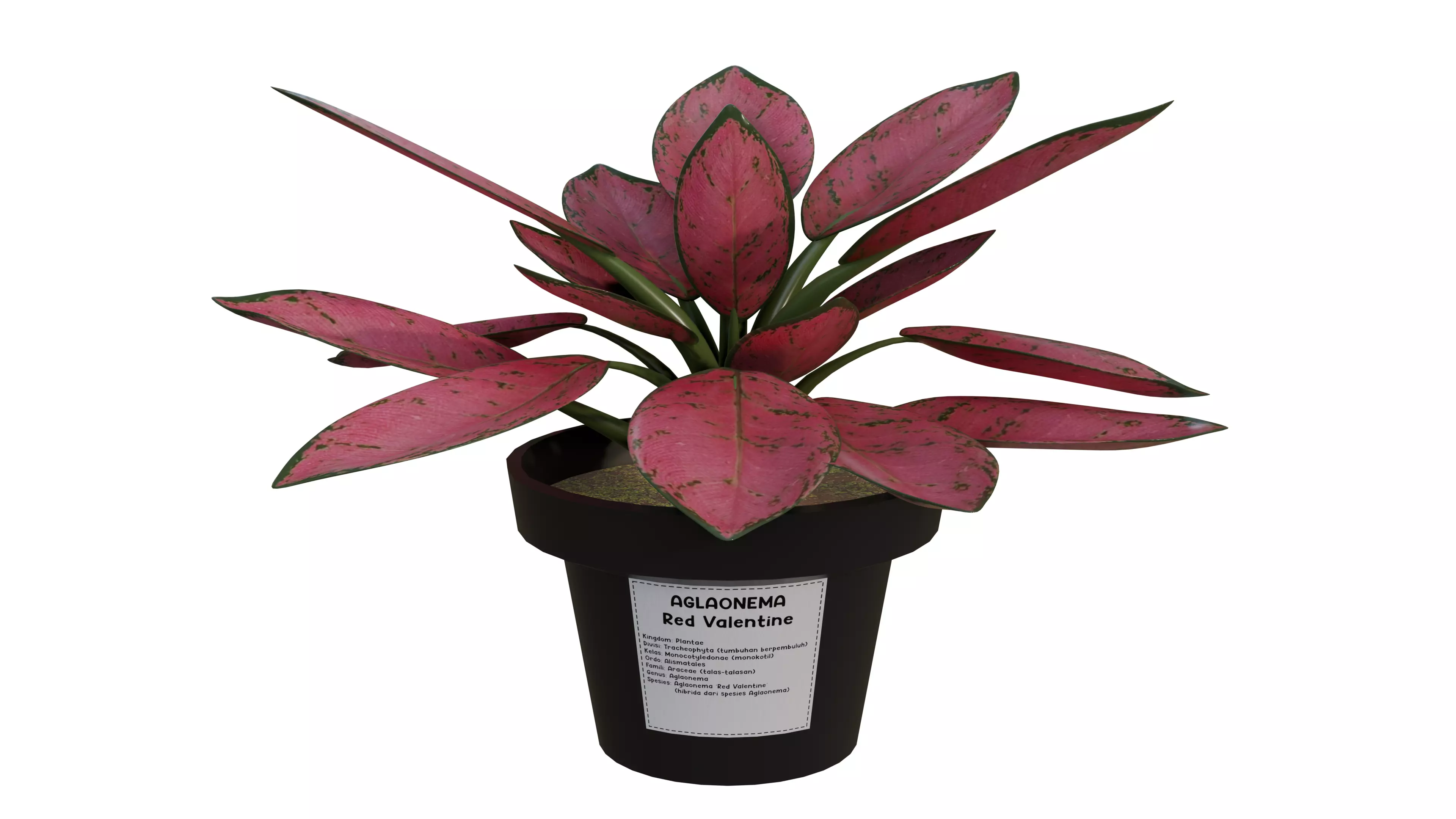 Realistic Aglaonema Red Valentine 3D model