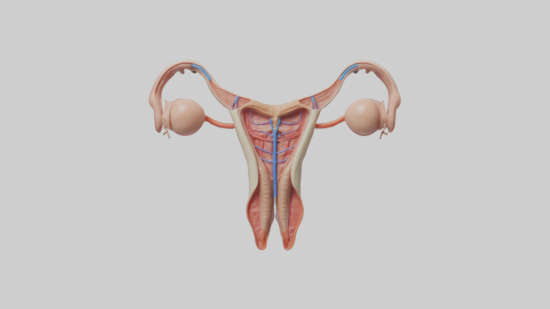 Female Reproductive System Model 3D model_9
