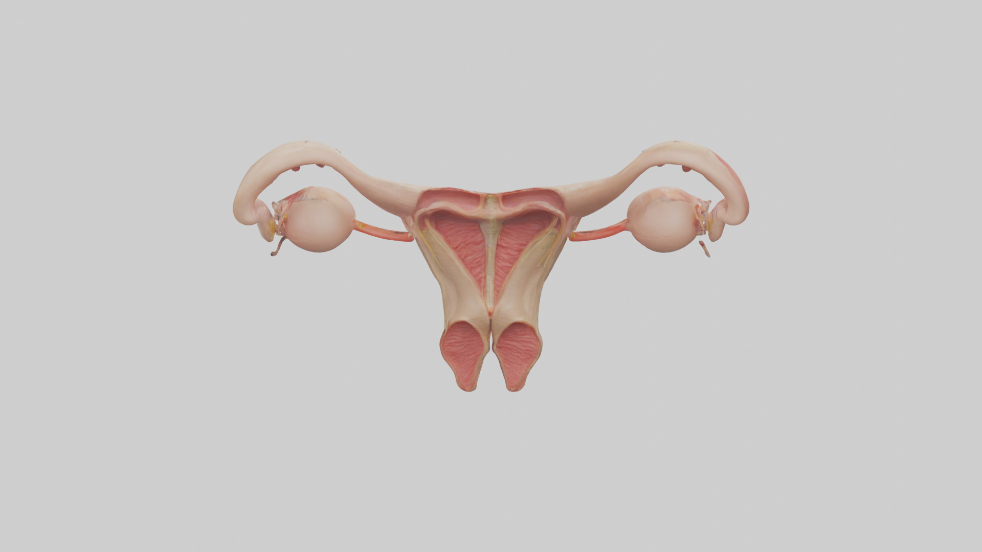 Female Reproductive System Model 3D model_15