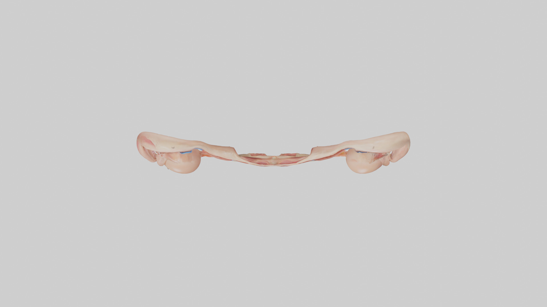Female Reproductive System Model 3D model_14