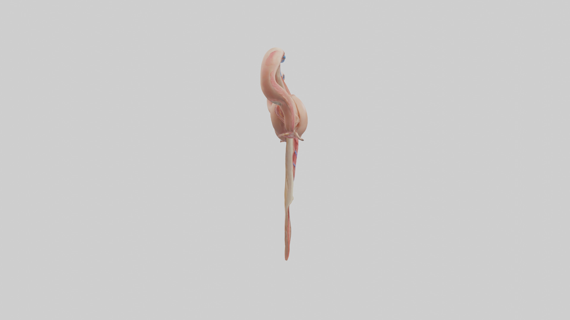Female Reproductive System Model 3D model_13
