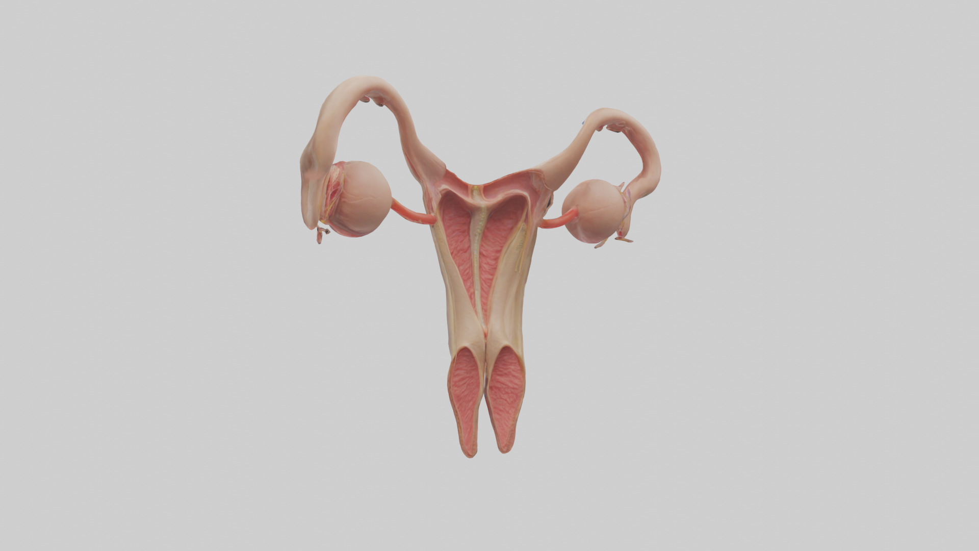 Female Reproductive System Model 3D model_1