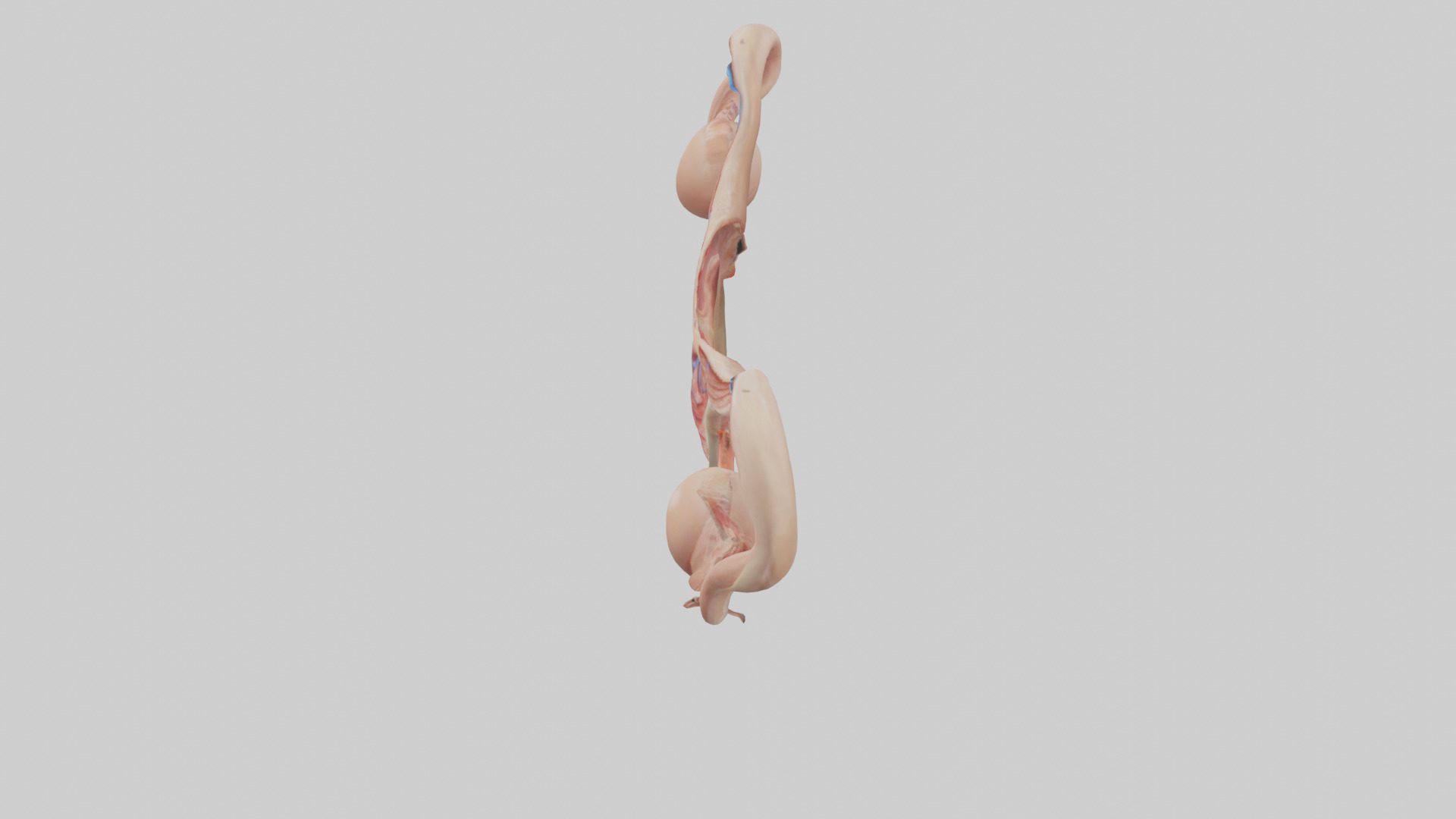 Female Reproductive System Model 3D model_17