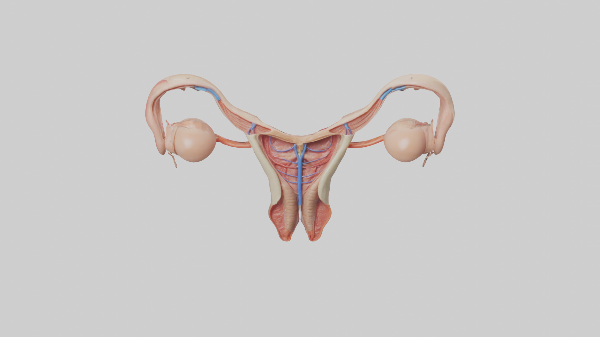 Female Reproductive System Model 3D model_16