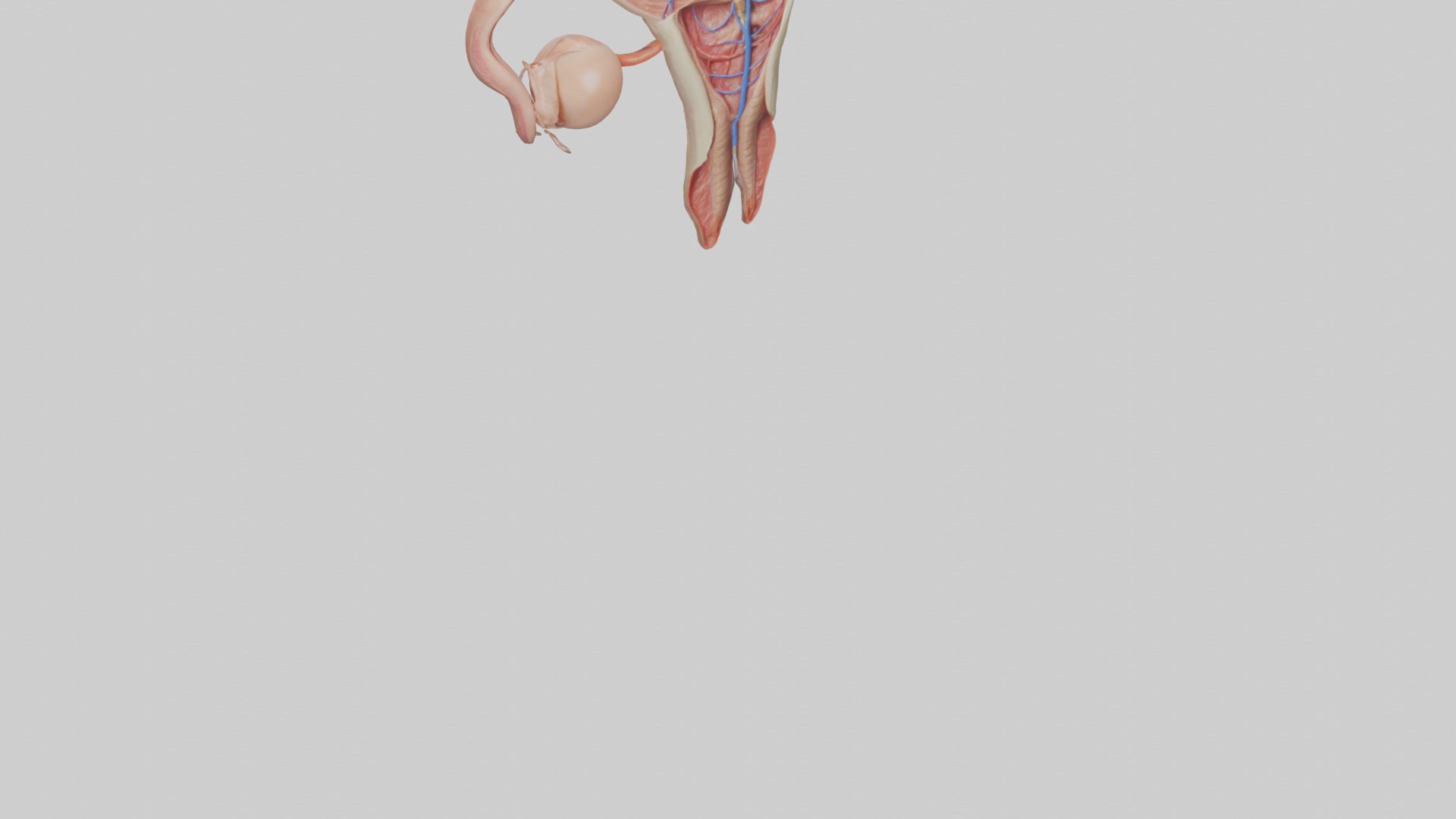 Female Reproductive System Model 3D model_6