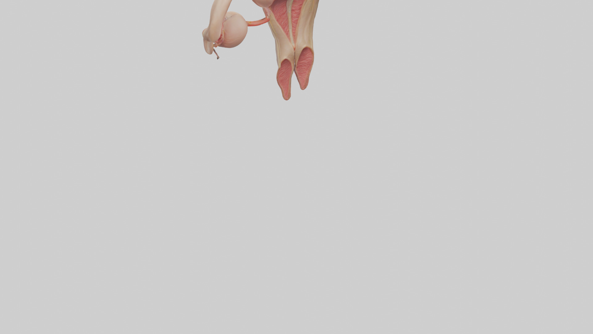 Female Reproductive System Model 3D model_3