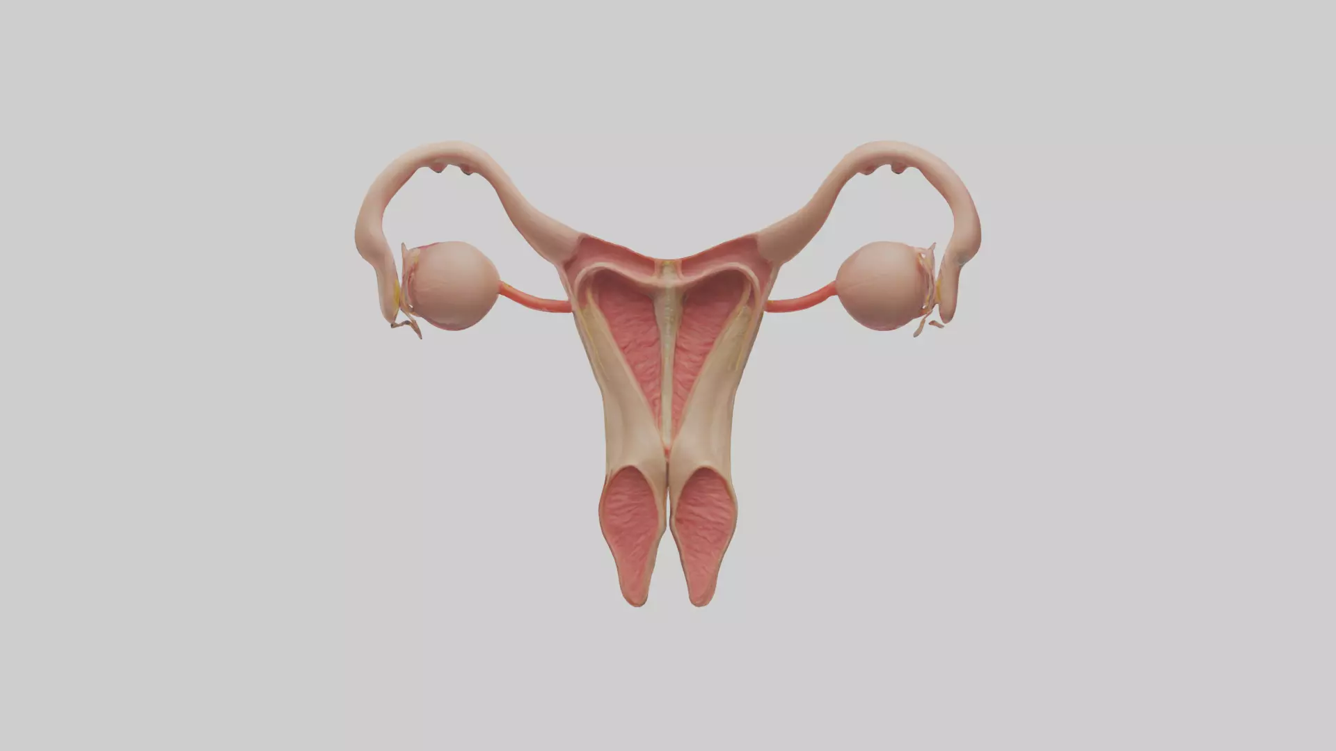 Female Reproductive System Model 3D model_0